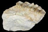 Oreodont (Merycoidodon) Jaw Section - South Dakota #154204-4
